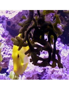 Algae eating marine outlet fish