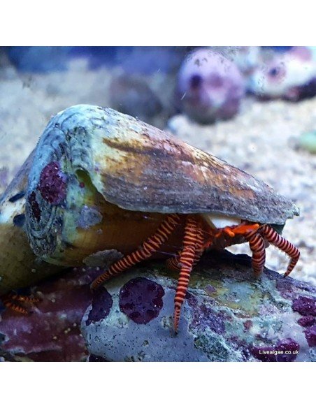 halloween hermit crab