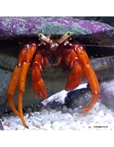 The Dwarf Red Tip Hermit Crab is a great addition for the Marine Tank